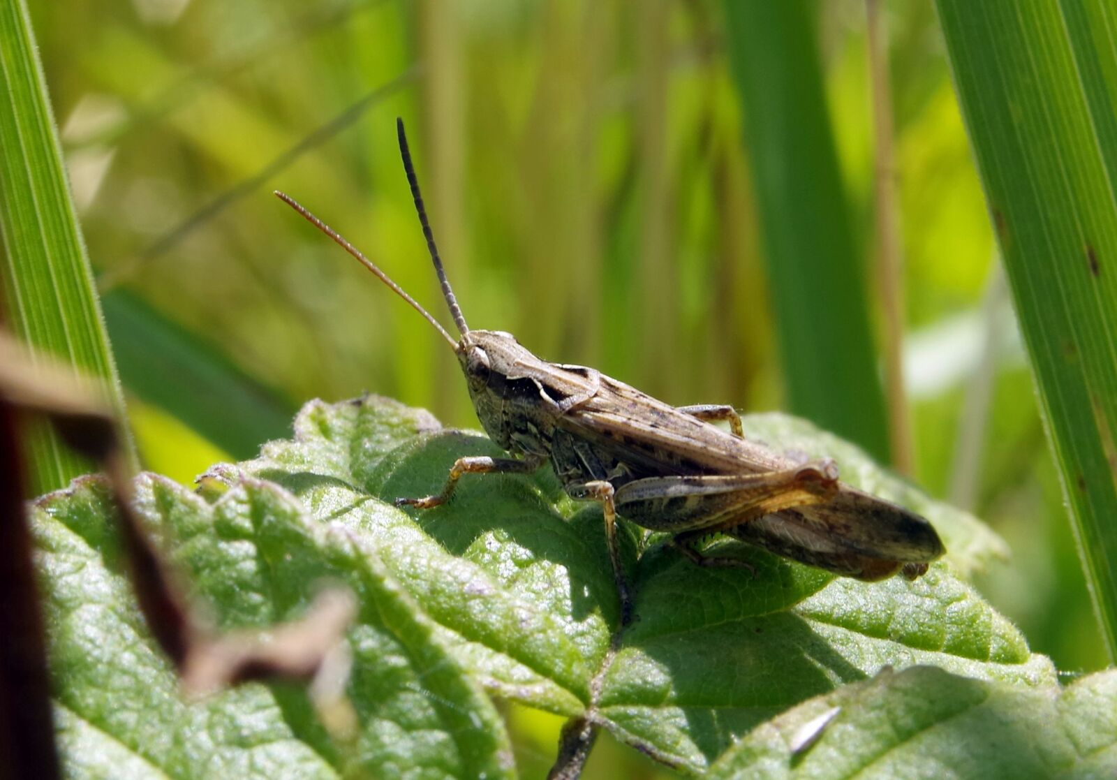 Pentax K-S2 sample photo. Grasshopper, cricket, konik photography