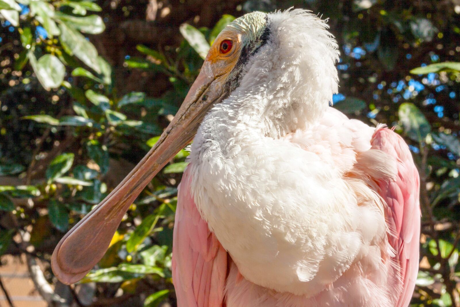 Canon EOS 50D sample photo. Spain, valencia, ozeaneum photography