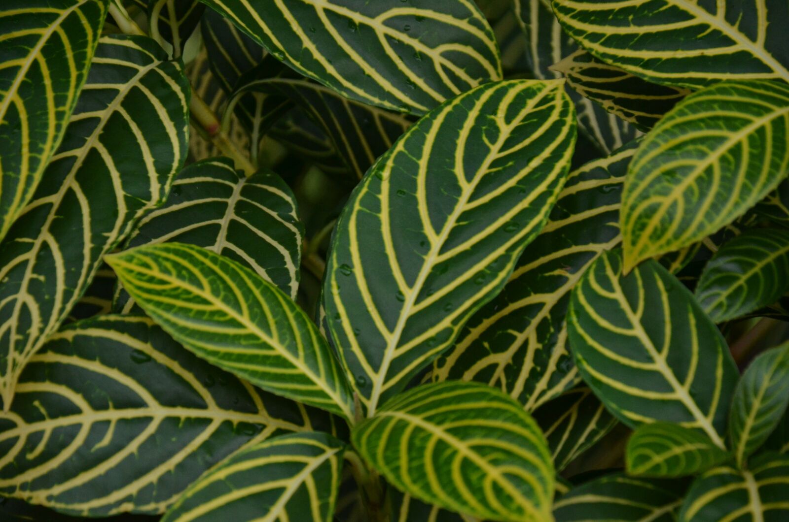 Nikon D7000 sample photo. Pattern, leaves, green photography