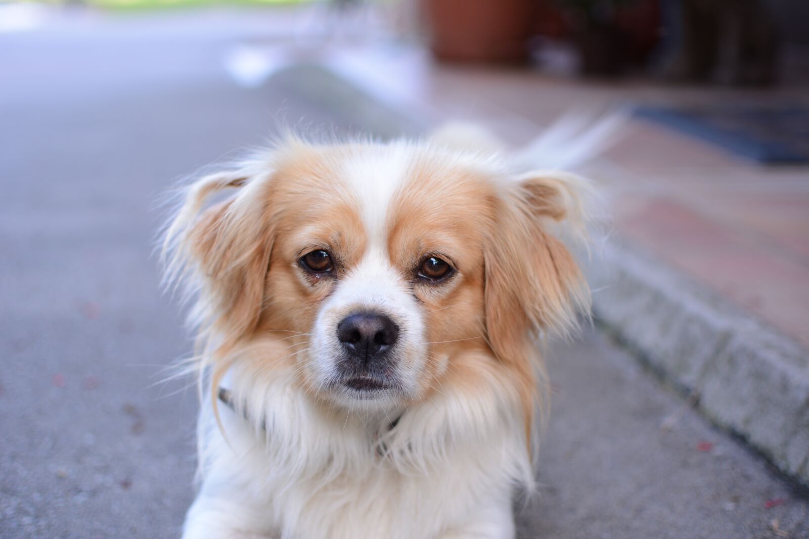 Nikon D5200 sample photo. Dog, pekingese, animal photography