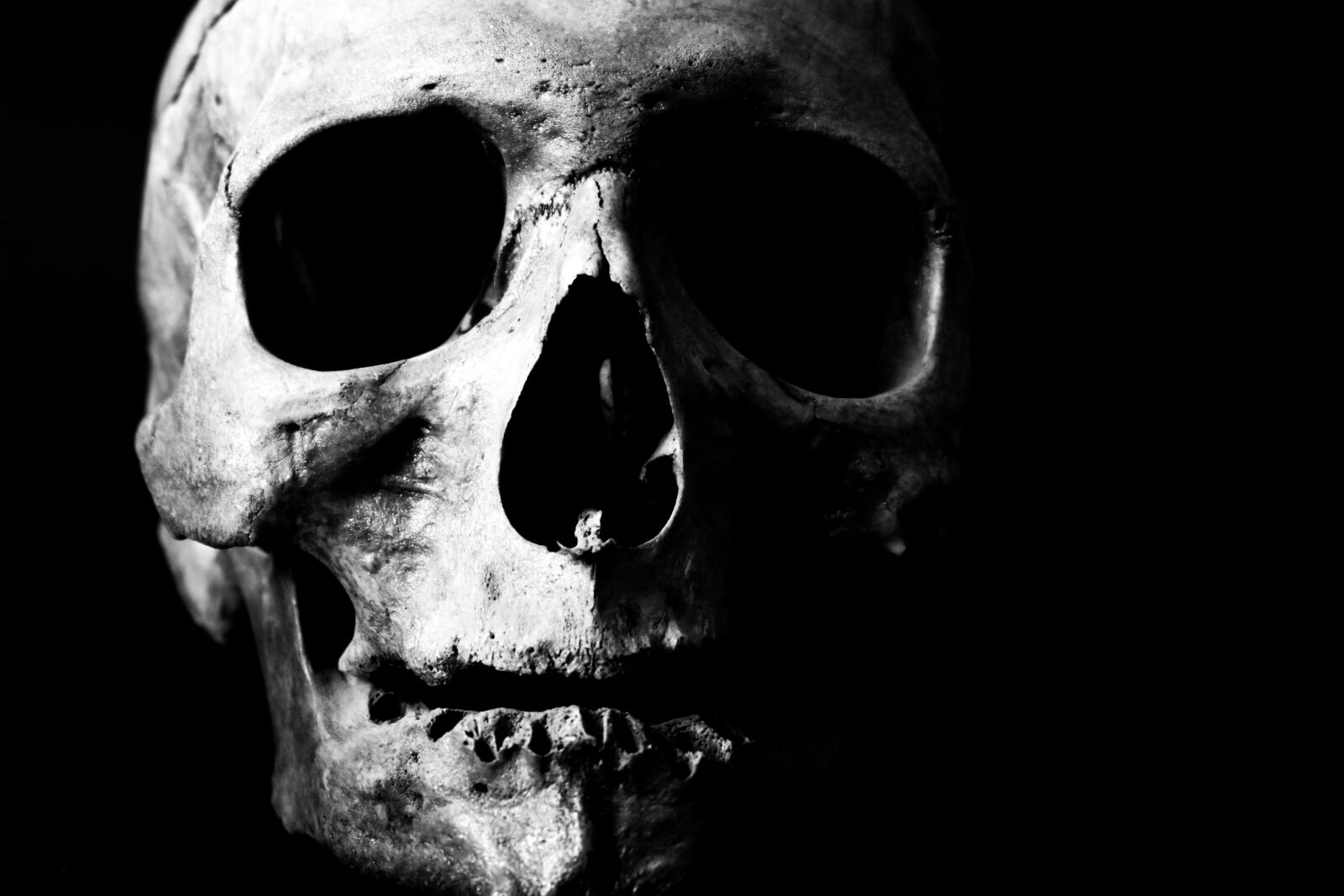 Canon EOS 80D sample photo. Human, skull, skeleton photography