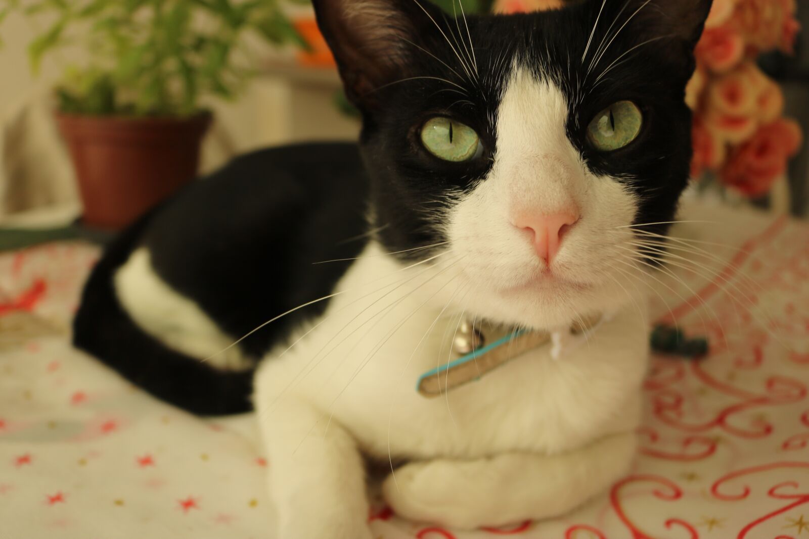 Canon EOS 750D (EOS Rebel T6i / EOS Kiss X8i) sample photo. Cat, cats, kitten photography
