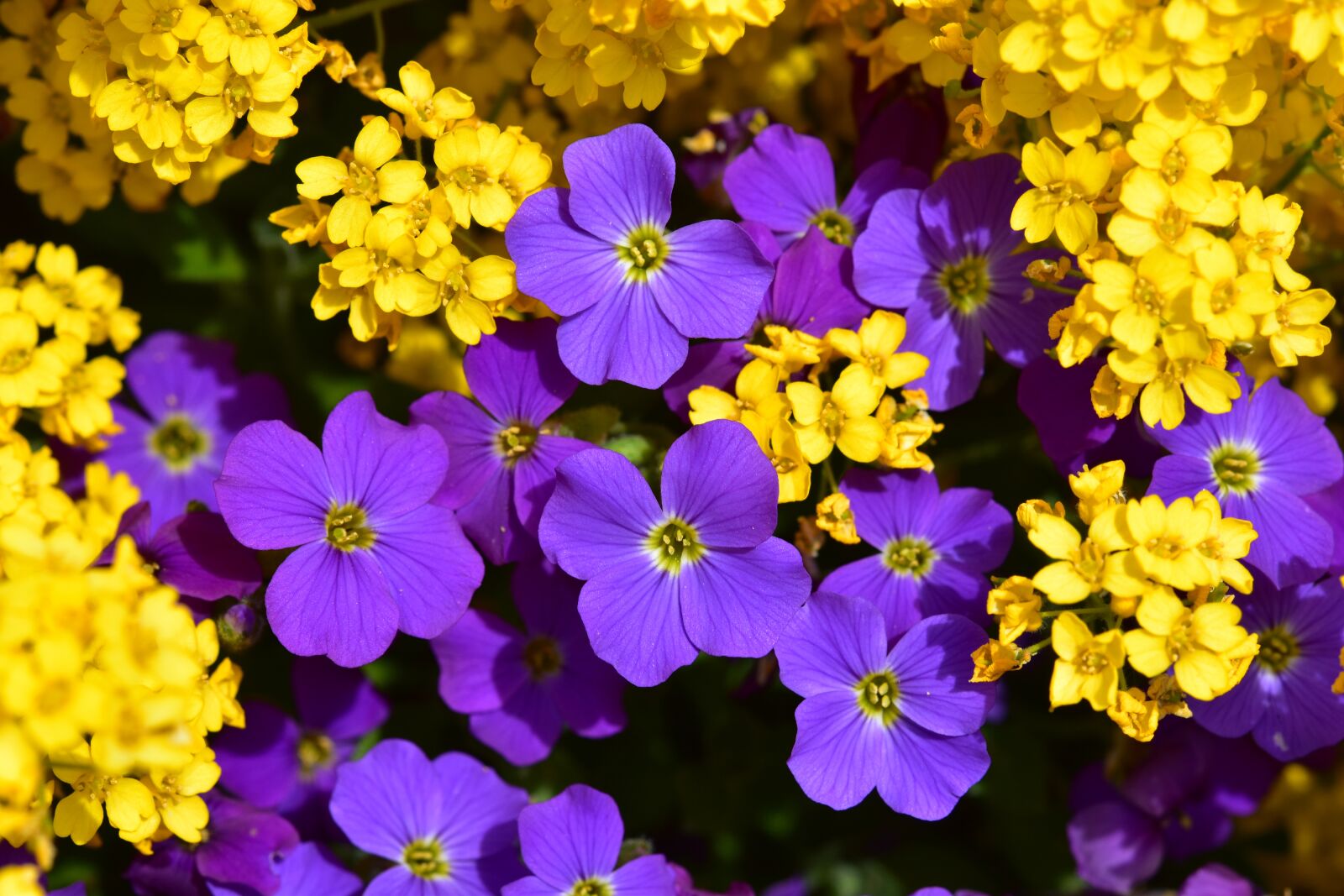 Nikon D5600 sample photo. Flowers, yellow flowers, purple photography