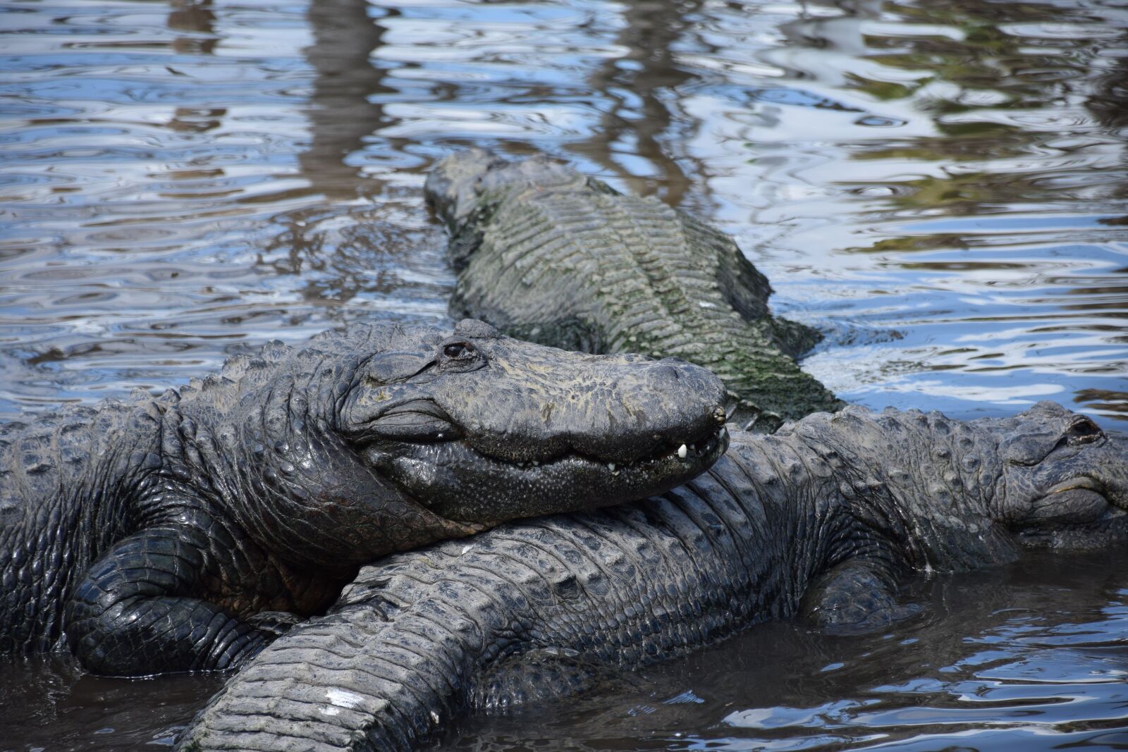 Nikon D5300 sample photo. Alligator, closeup, smiling photography