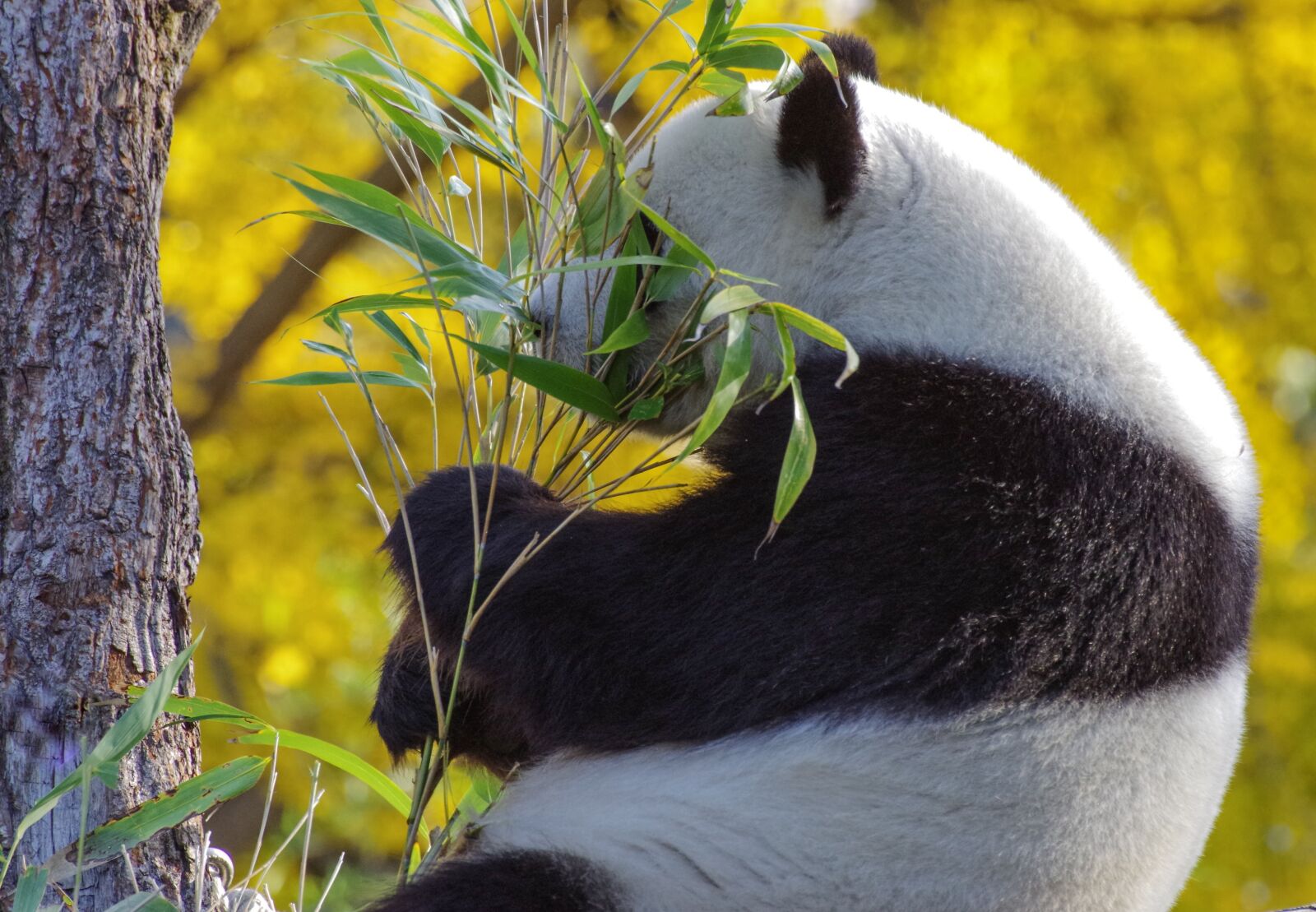 Pentax K-30 sample photo. Panda, bear, mammal photography