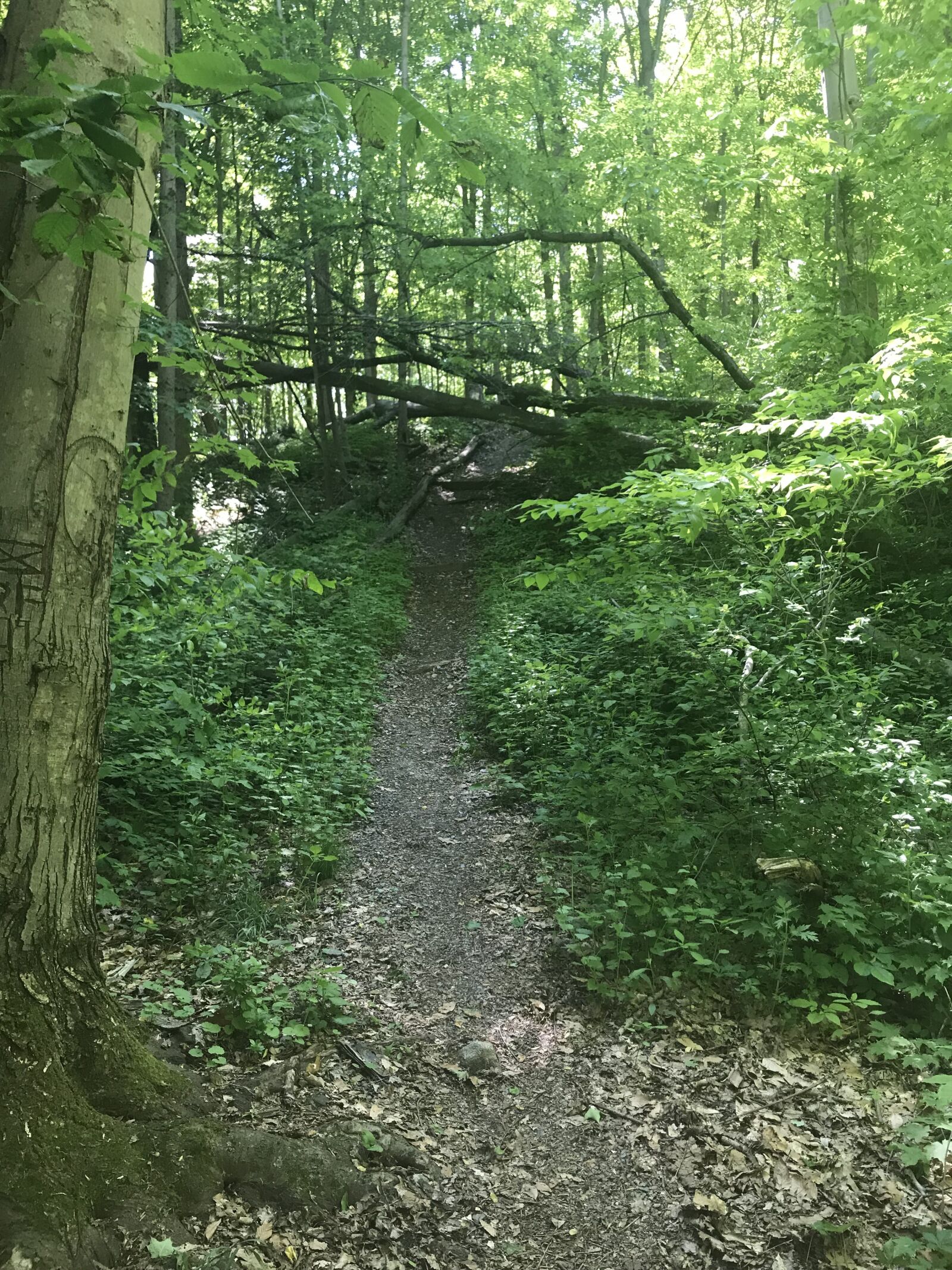 Apple iPhone 7 Plus sample photo. Hiking, trail, nature photography