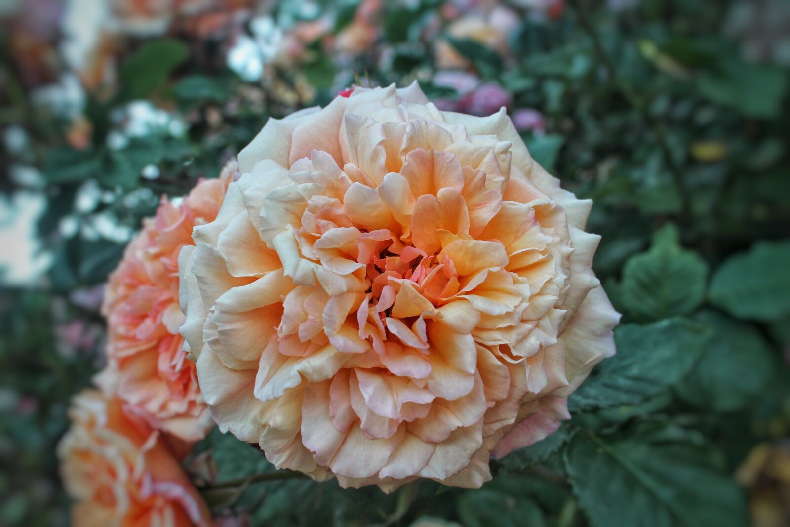 Canon EOS 1100D (EOS Rebel T3 / EOS Kiss X50) sample photo. Red, flower, blossom photography