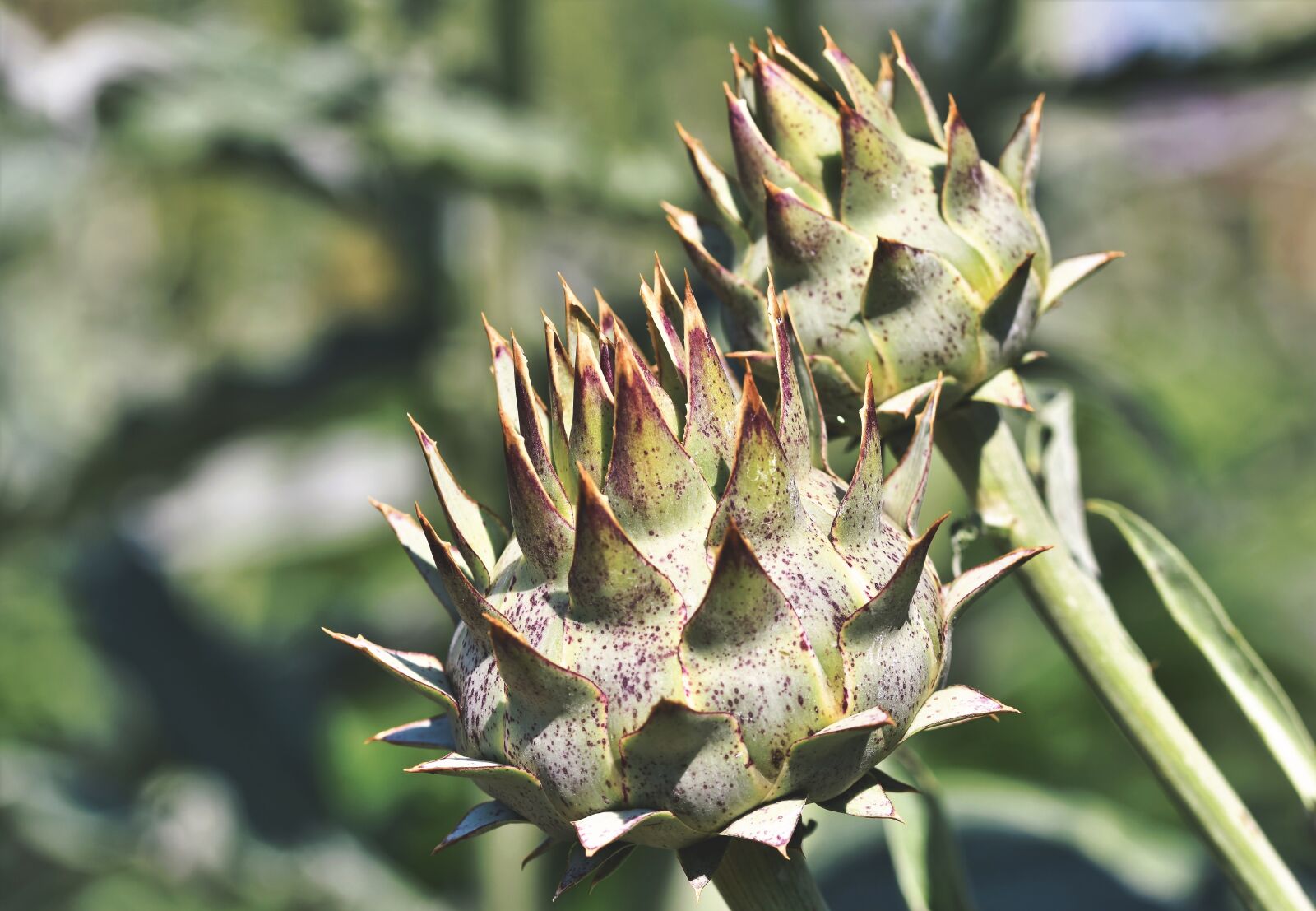Nikon D7200 sample photo. Artichoke, vegetables, flower vegetables photography