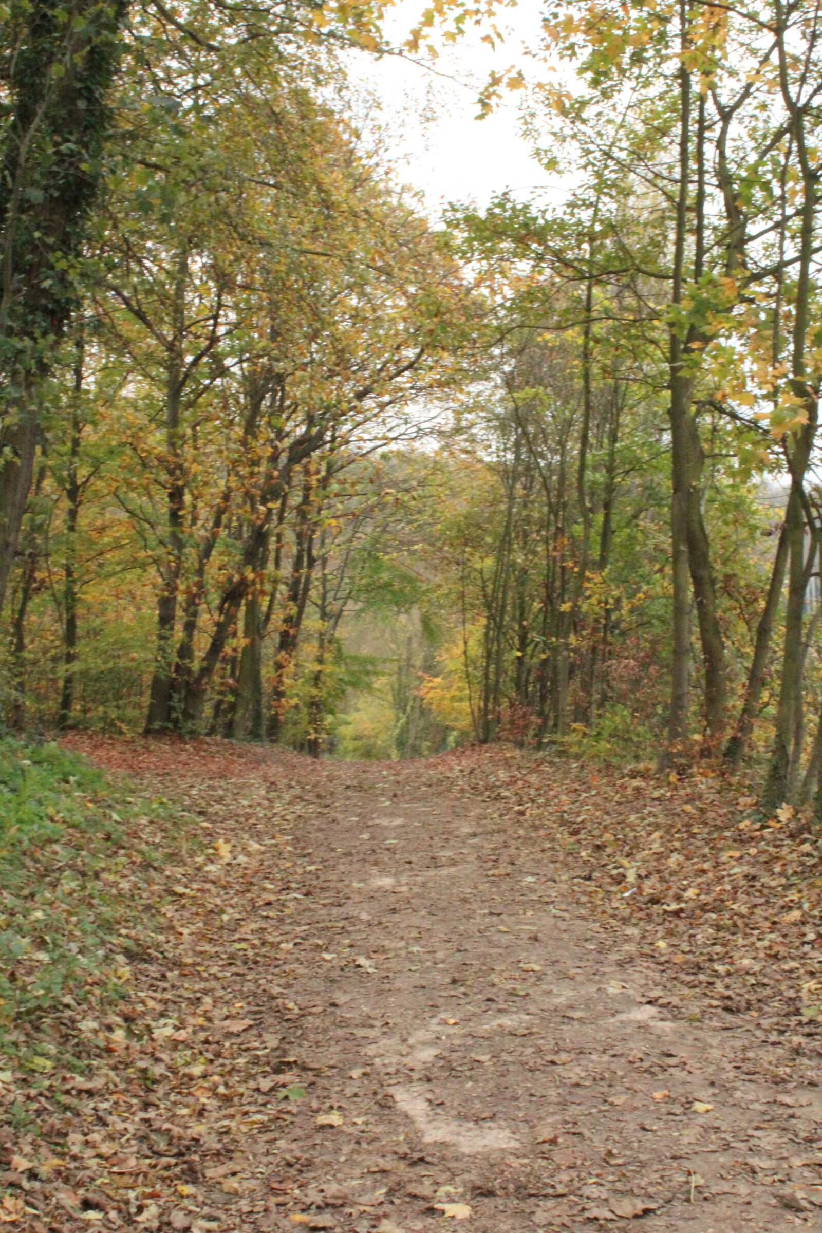 Canon EOS 600D (Rebel EOS T3i / EOS Kiss X5) sample photo. Forest, trees, leaves photography
