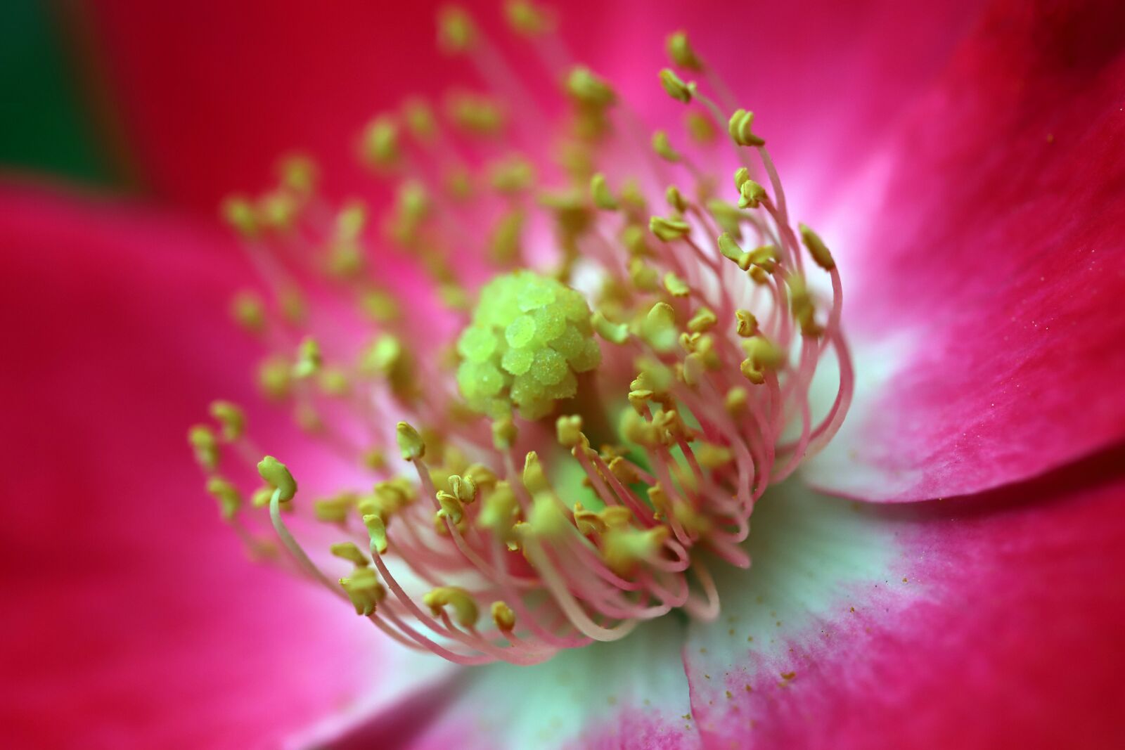 Canon EOS 6D Mark II sample photo. Rose, petal, flowers photography