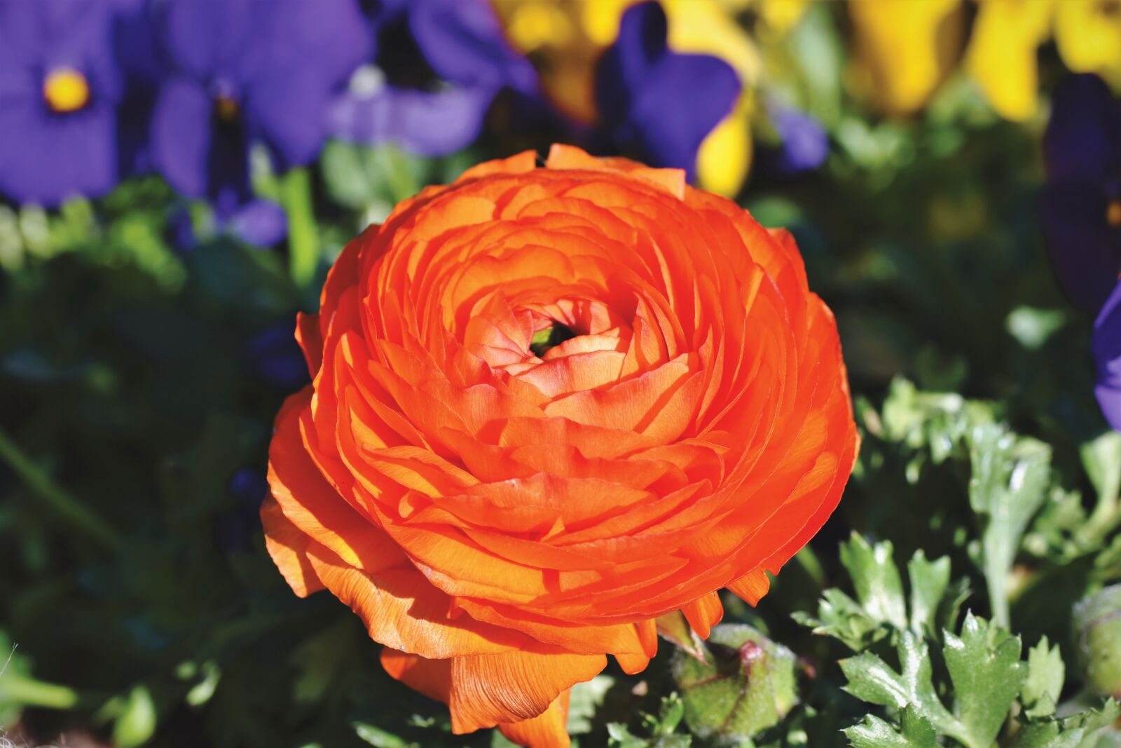 Nikon D7200 sample photo. Ranunculus, flower, blossom photography