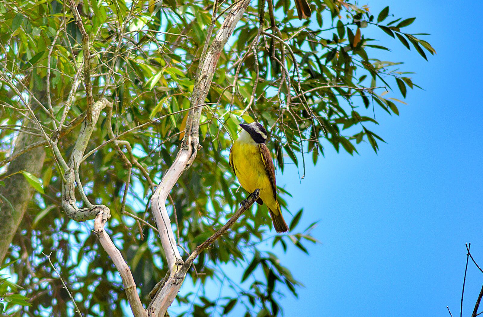 Nikon D3200 sample photo. Bird, tree, nature photography