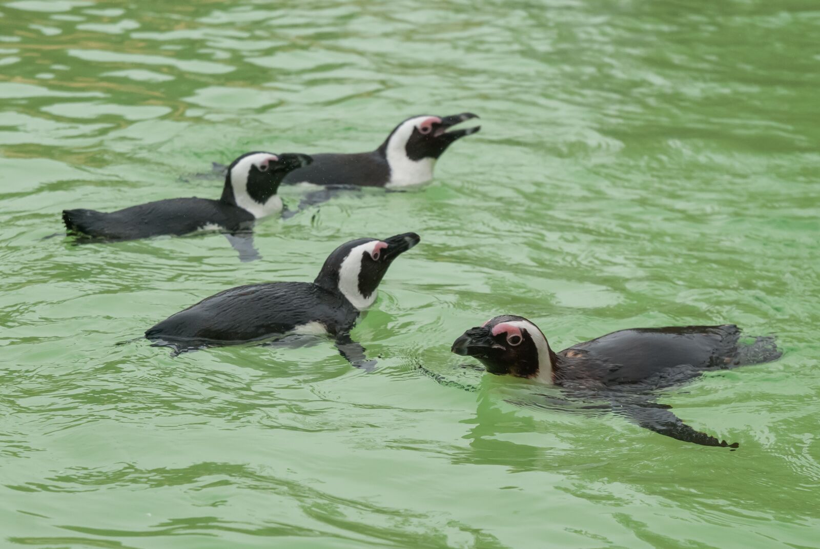 Nikon D80 sample photo. Penguin, animal, bird photography