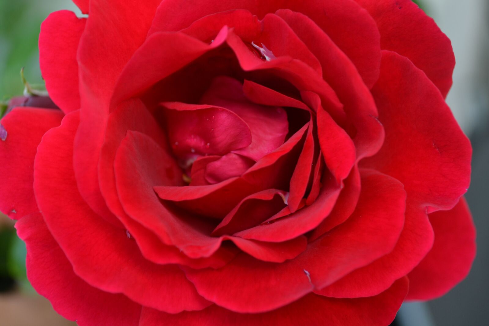 Nikon D3100 sample photo. Red, blossom, bloom photography