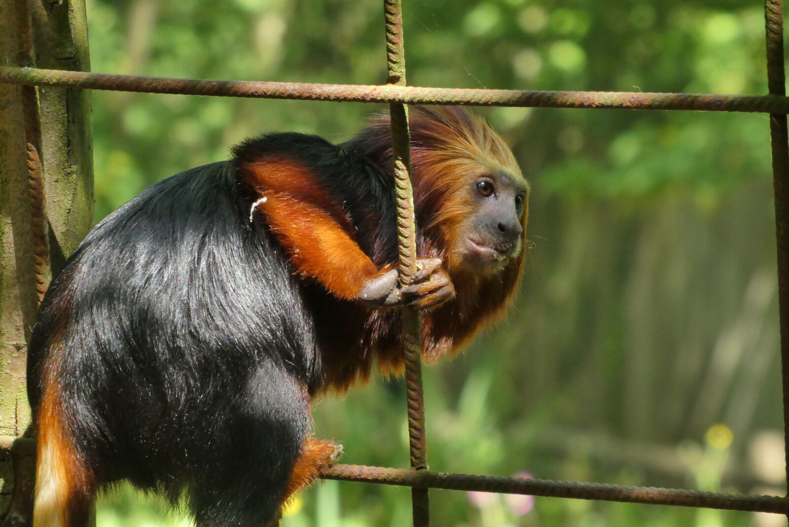 Panasonic Lumix DC-ZS70 (Lumix DC-TZ90) sample photo. Monkey, zoo, planckendael photography