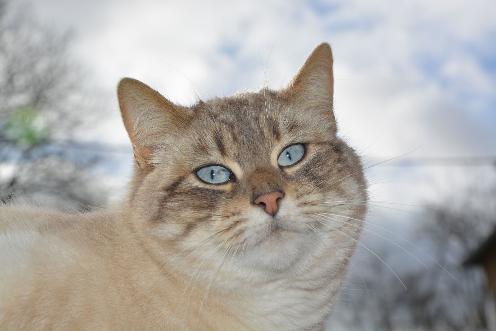 Nikon D5200 sample photo. Cat, pussy nala, feline photography