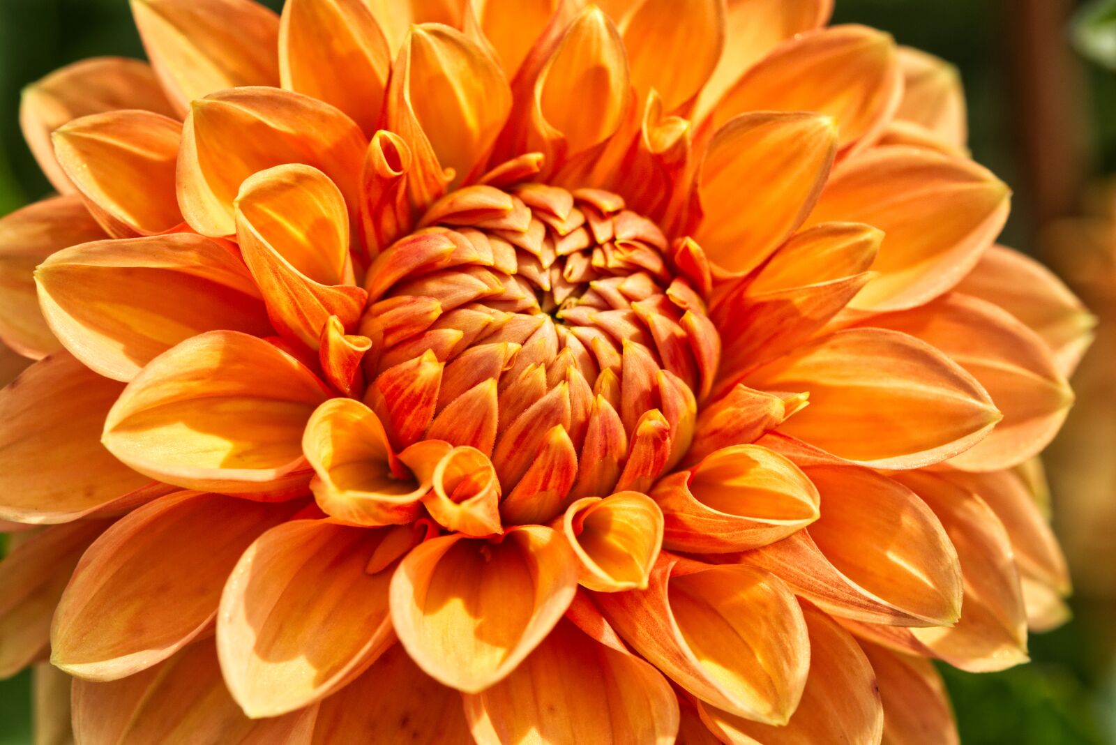 Nikon D7200 sample photo. Dahlia, plant, flower photography