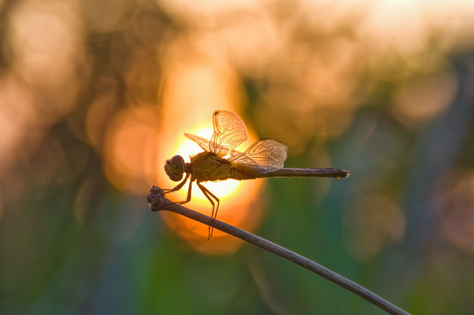 Nikon D3200 sample photo. Dragonfly, bokeh, nature photography
