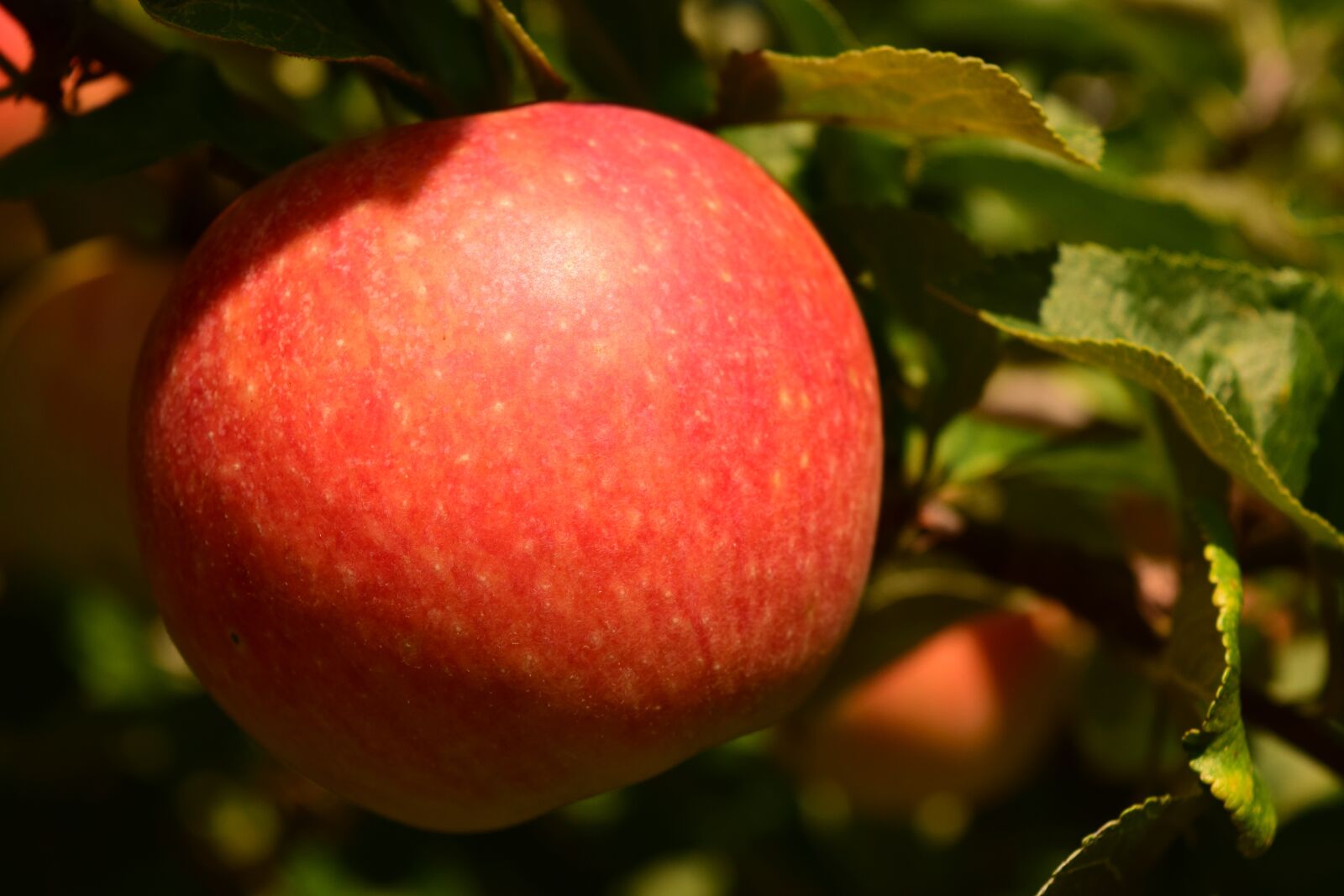 Nikon D3300 sample photo. Apple, fruit, tree photography