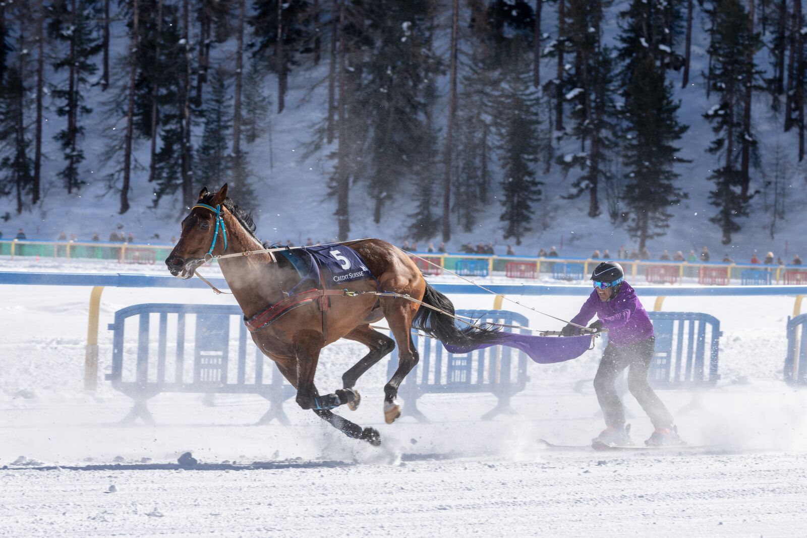 Canon EOS 6D Mark II sample photo. White turf, horse racing photography