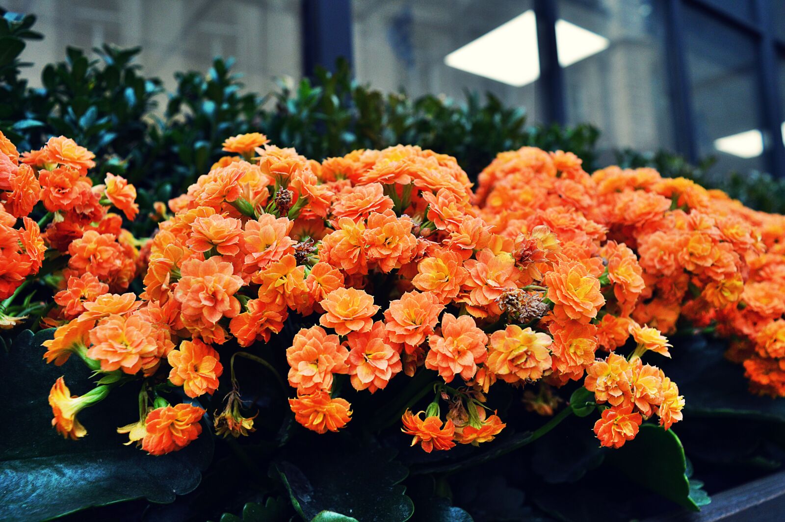 Nikon D3200 sample photo. Bloom, blooming, blossom, blur photography