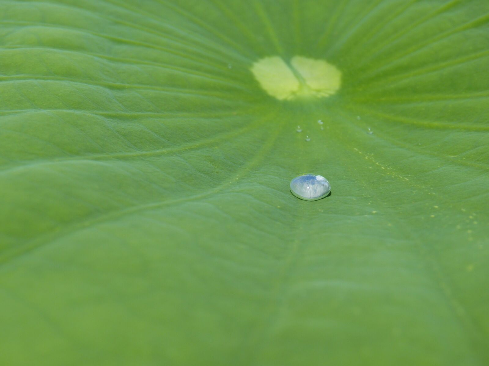 Panasonic Lumix DMC-FZ35 (Lumix DMC-FZ38) sample photo. Lotus effect, drip, water photography