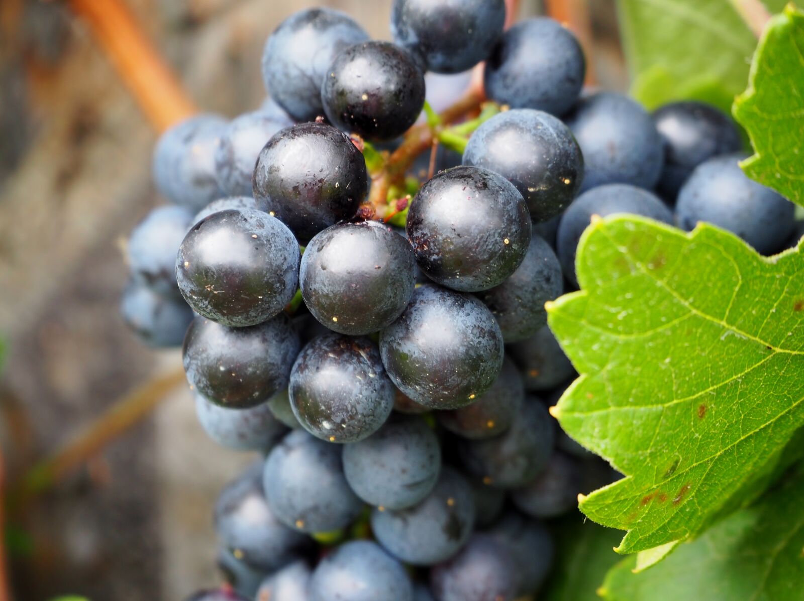 Olympus OM-D E-M10 sample photo. Grape, grapes, vines photography