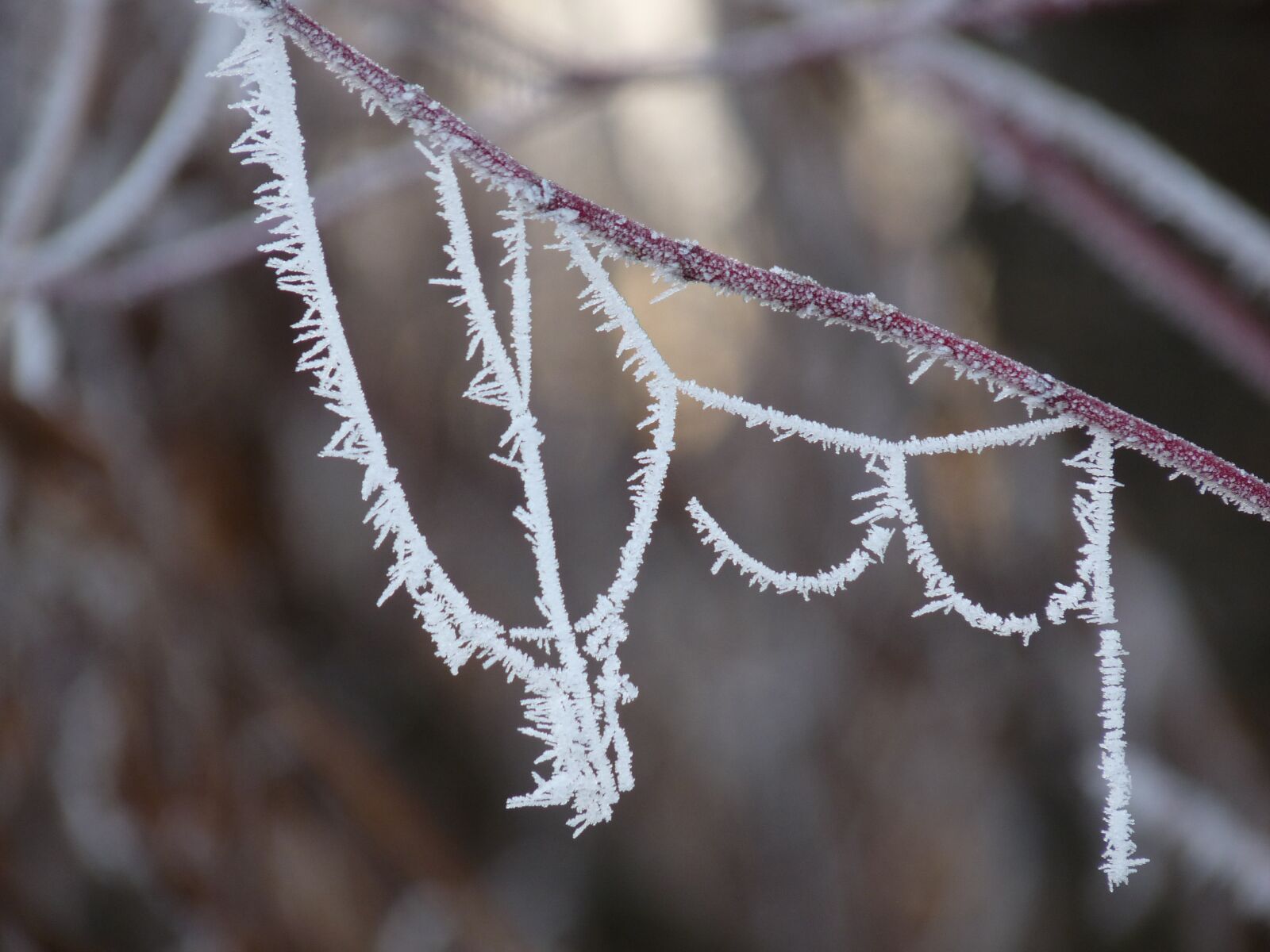 Panasonic Lumix DMC-FZ28 sample photo. Hoarfrost, frost, cold photography