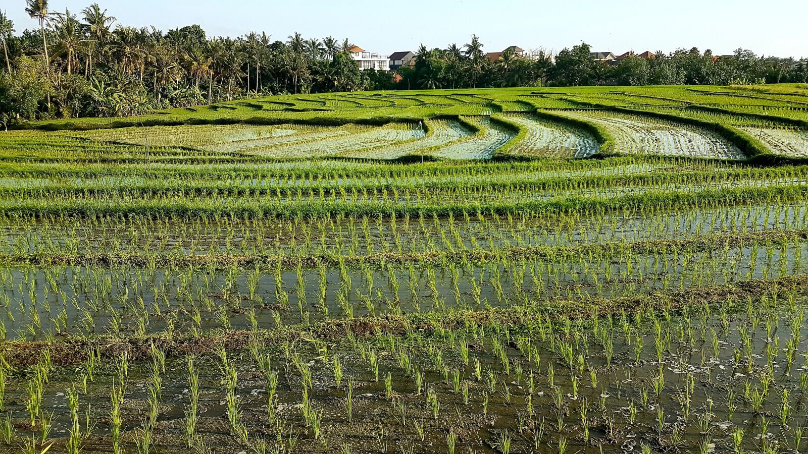 Samsung Galaxy S7 sample photo. Rice fields, rice, agriculture photography