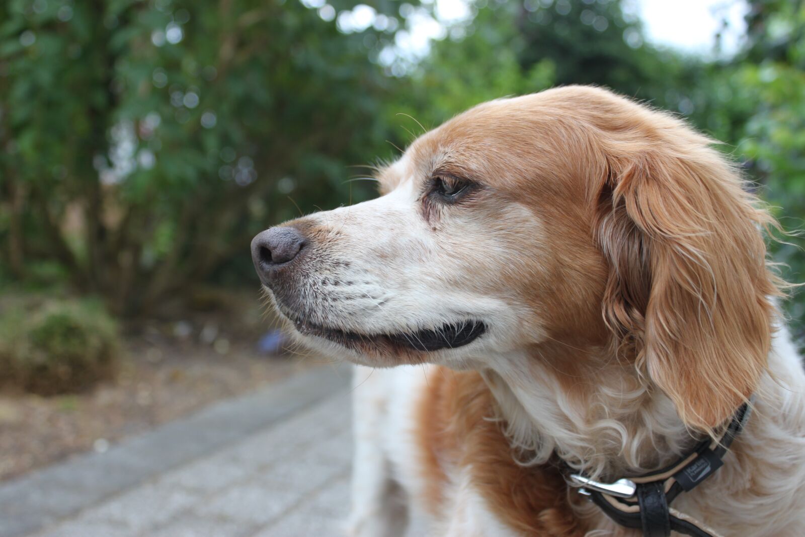 Canon EOS 500D (EOS Rebel T1i / EOS Kiss X3) sample photo. Dog head, breton, pointing photography