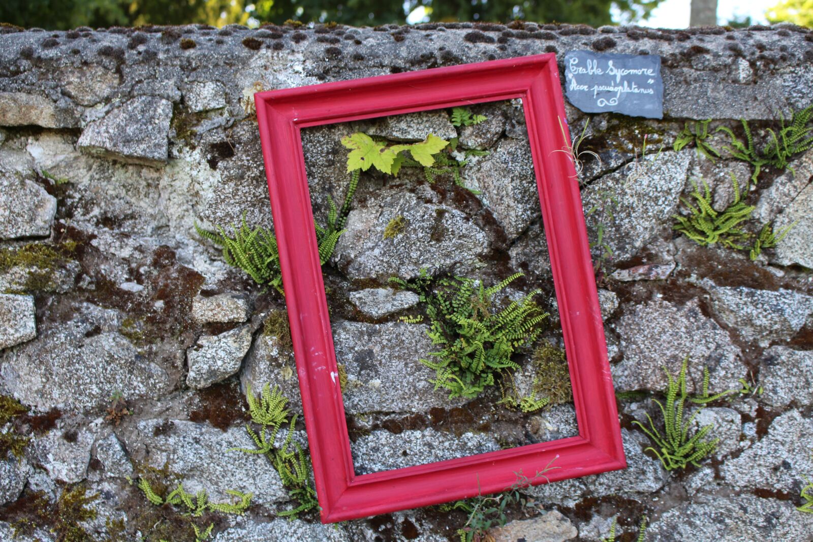 Canon EOS 700D (EOS Rebel T5i / EOS Kiss X7i) sample photo. Decoration, pierre, color photography