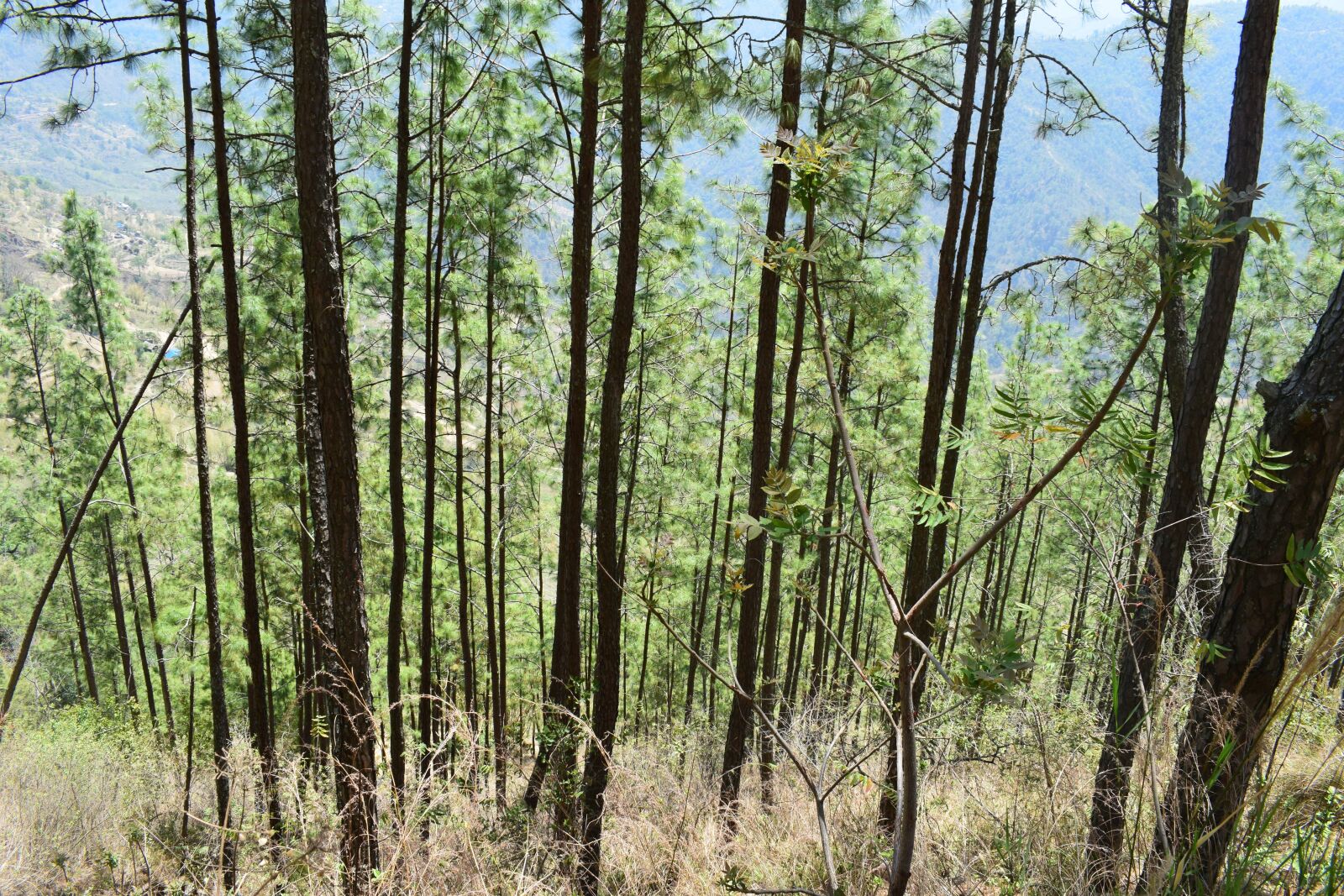 Nikon D5300 sample photo. Forest, pine tree, pine photography