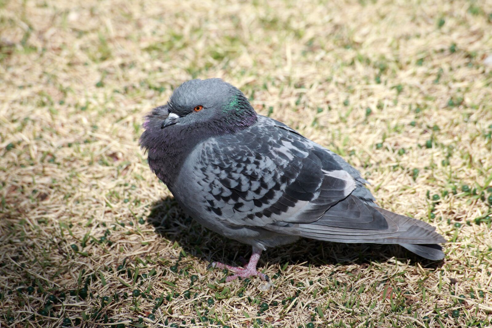 Canon EOS 5D Mark II sample photo. Pigeon, new, birds photography