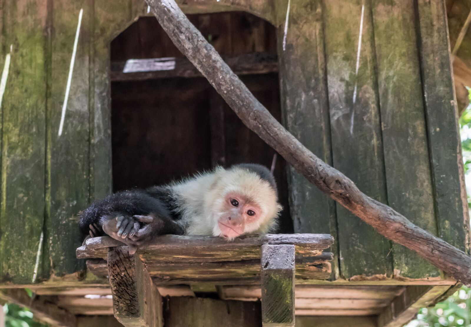 Sony a7R II + Sony FE 24-240mm F3.5-6.3 OSS sample photo. White-headed capuchin, monkey, mammal photography
