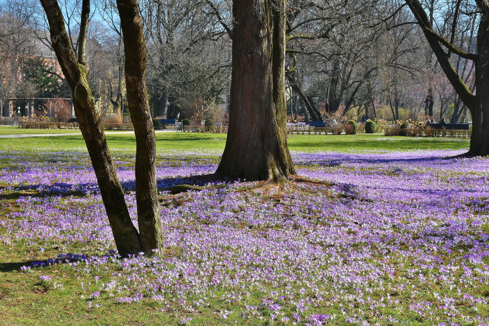 Nikon D7200 sample photo. The old botanical garden photography