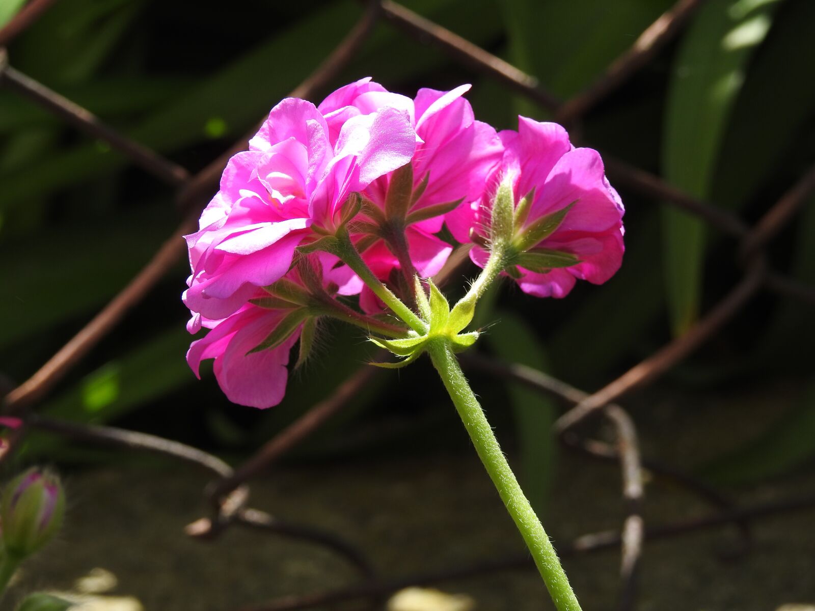 Nikon Coolpix P900 sample photo. Nature, flower, plant photography
