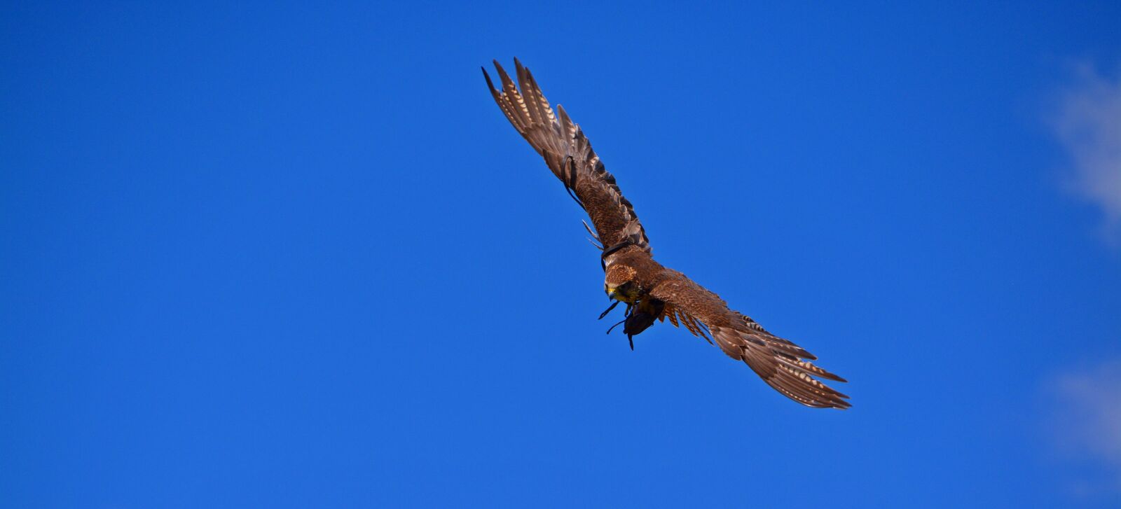 Nikon D5200 sample photo. Adler, flight, bird photography