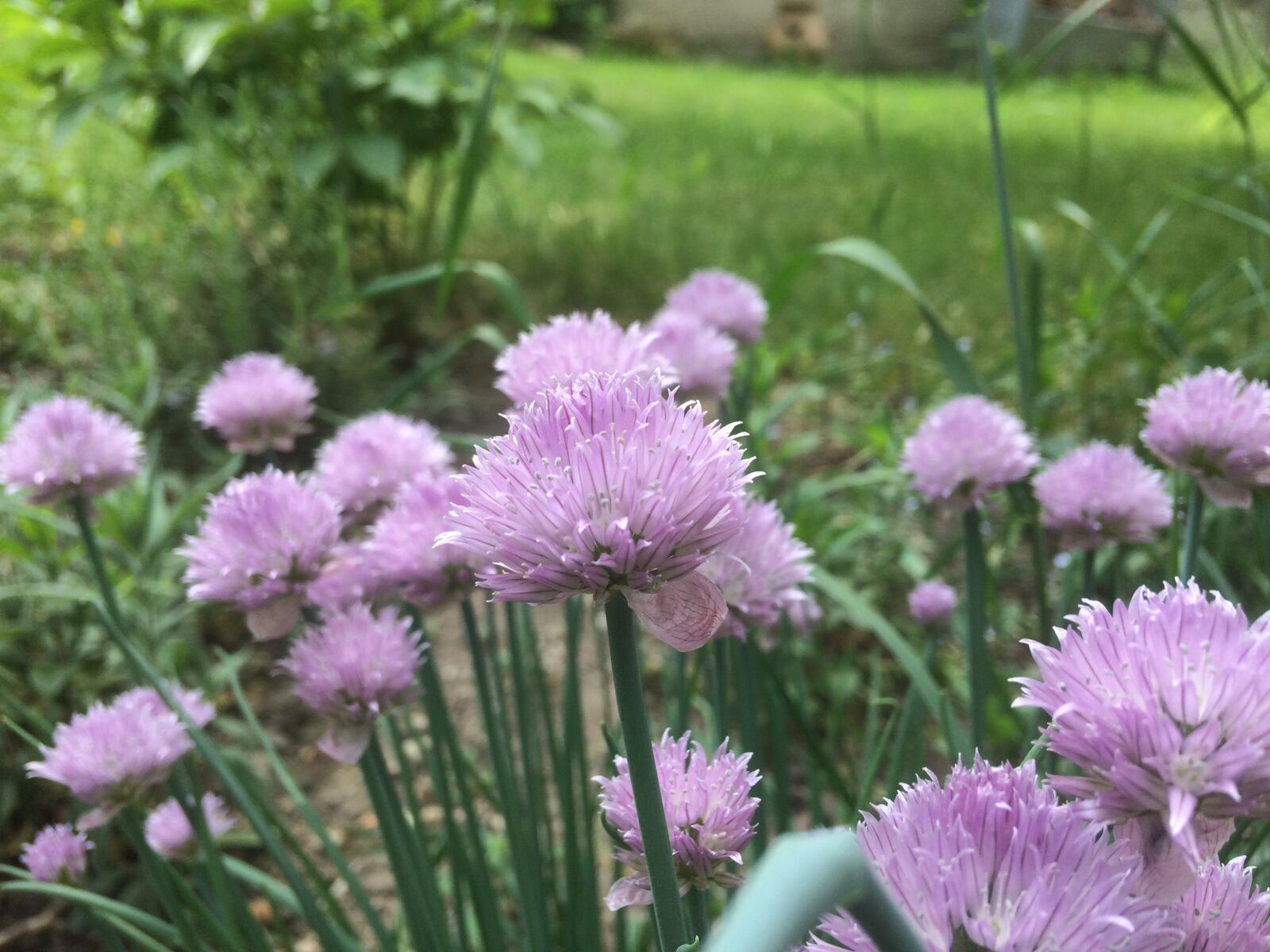 Apple iPhone 5s sample photo. Garden, flowers, chives photography