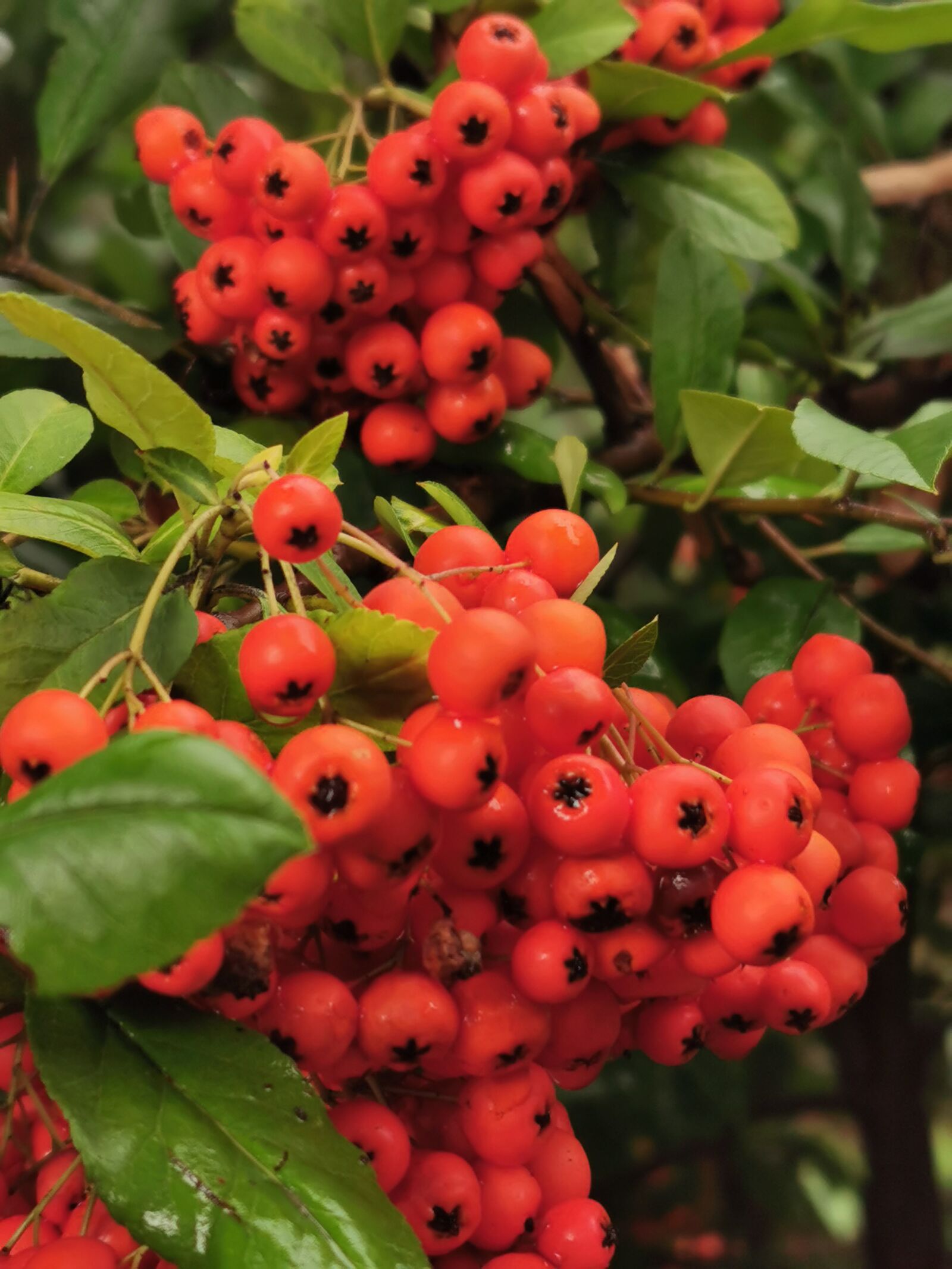 HUAWEI VOG-L29 sample photo