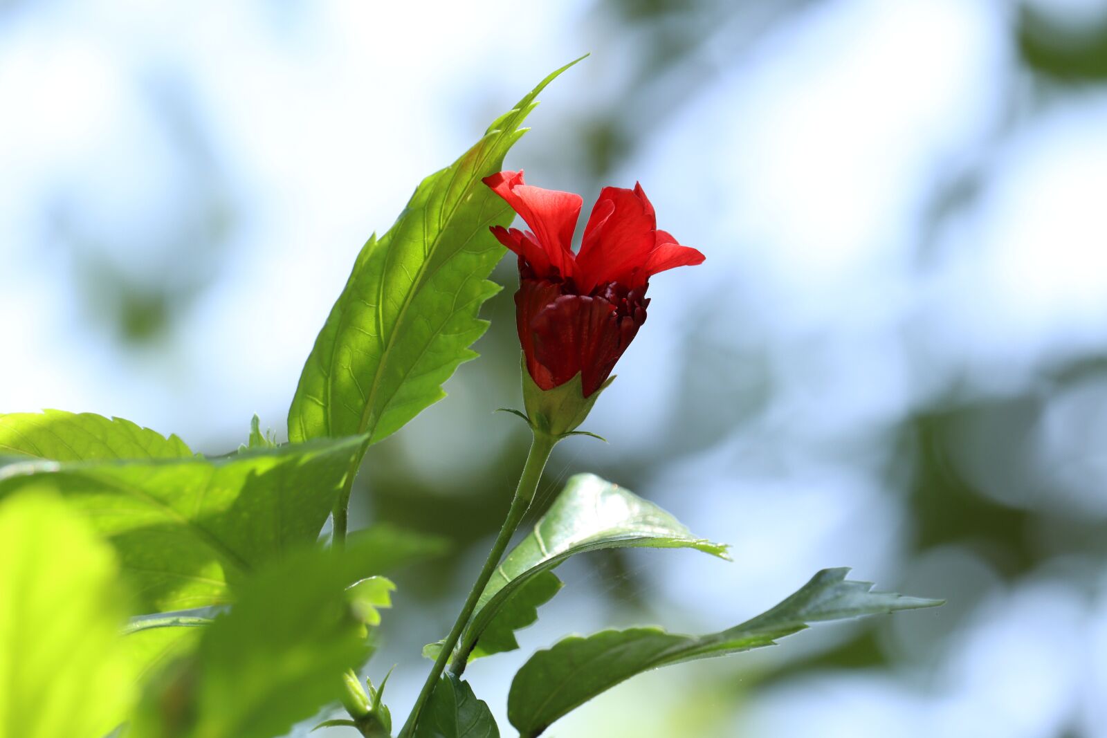 Canon EOS 250D (EOS Rebel SL3 / EOS Kiss X10 / EOS 200D II) sample photo. Leaf, nature, green photography
