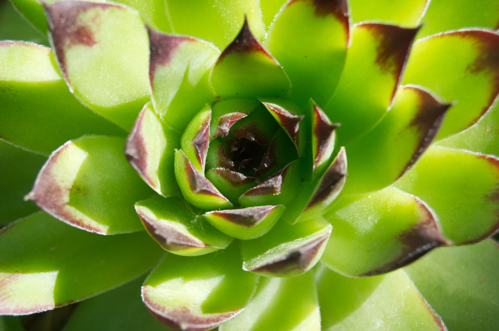 Nikon D3100 sample photo. Macro, nature, plant photography