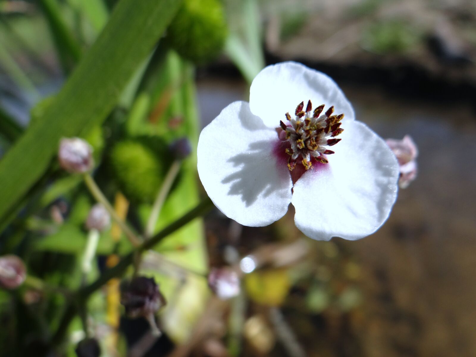 Sony DSC-HX200V sample photo. Flower water, river, pilica photography