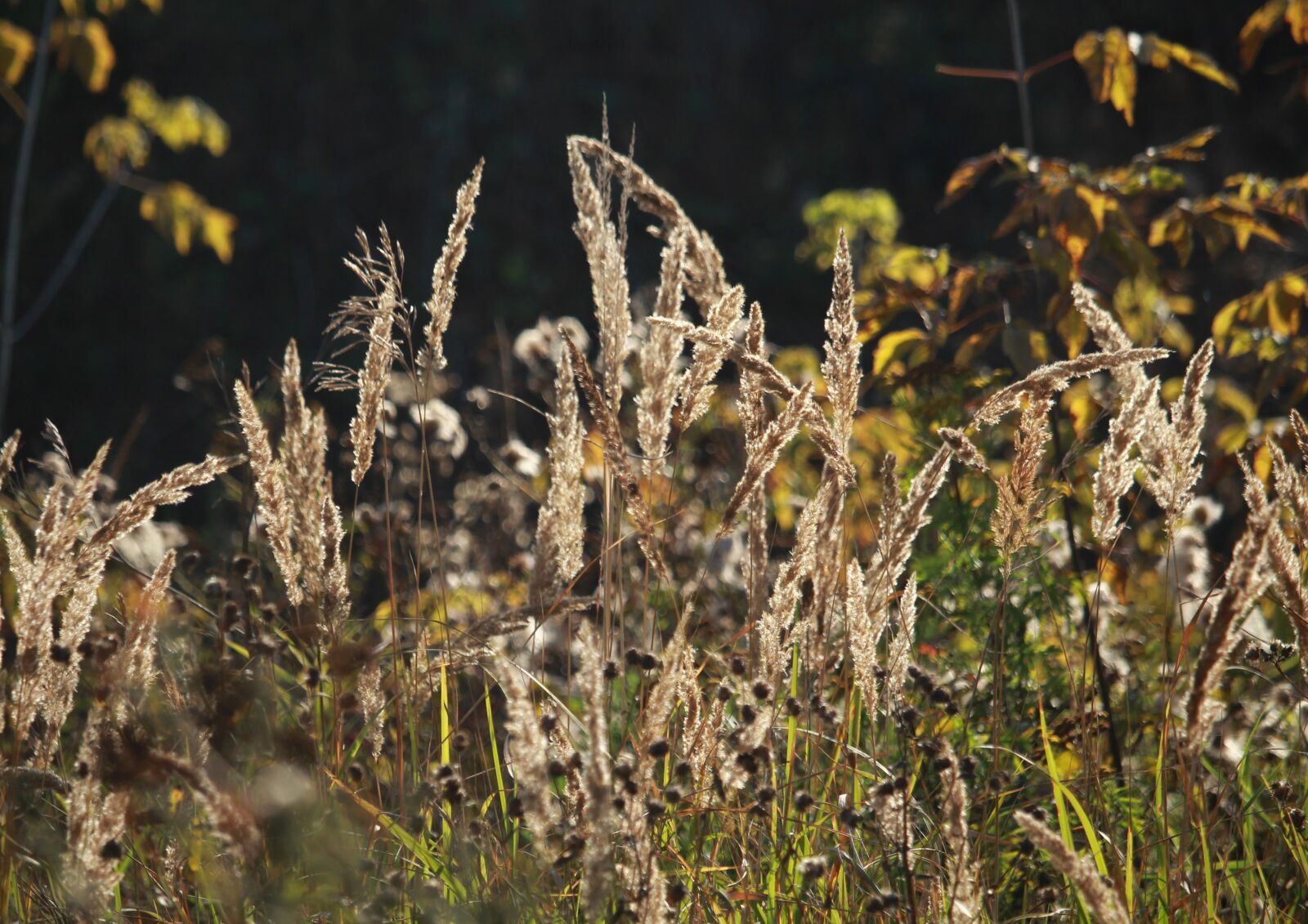 Canon EOS 1200D (EOS Rebel T5 / EOS Kiss X70 / EOS Hi) sample photo. Grass, autumn, nature photography