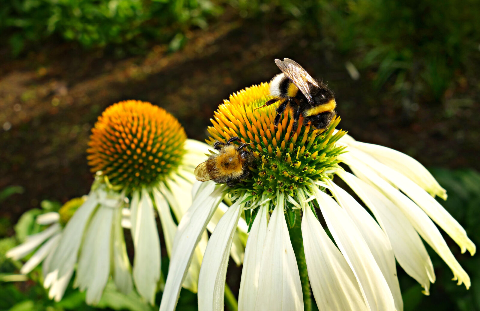 Sony Cyber-shot DSC-RX100 sample photo. Bee, bright, coneflower, echinacea photography