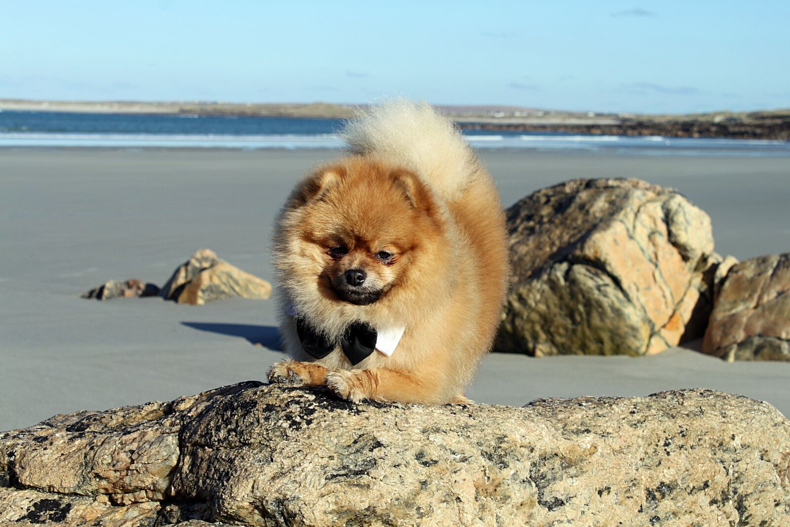 Canon EOS 500D (EOS Rebel T1i / EOS Kiss X3) sample photo. Spitz miniature, pure-breed dog photography