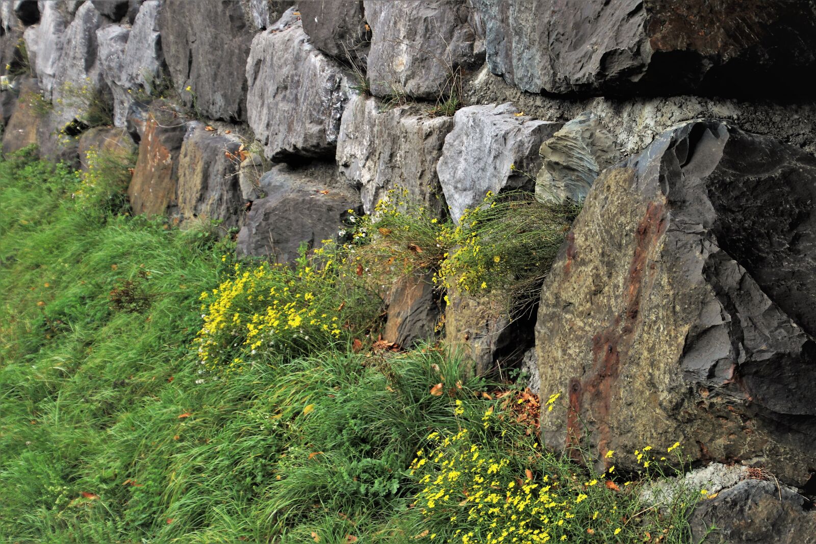 Canon EOS 80D sample photo. Rock, stone, grass photography