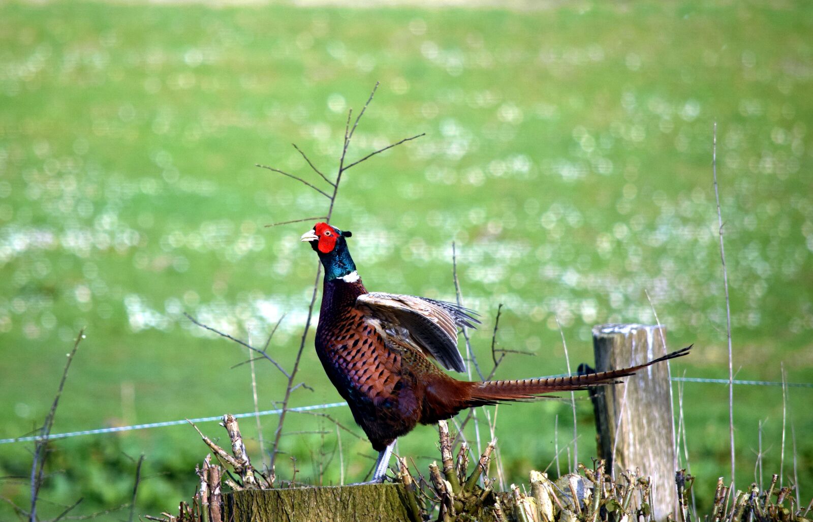Nikon D5300 sample photo. Pheasant, bird, animal world photography