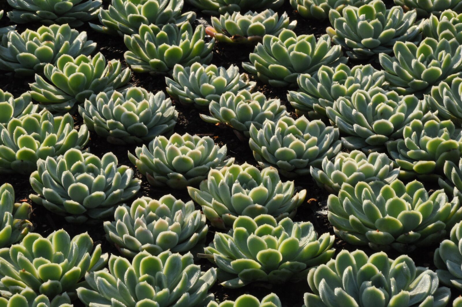 Nikon D90 sample photo. Plants, houseleek, sempervivum photography