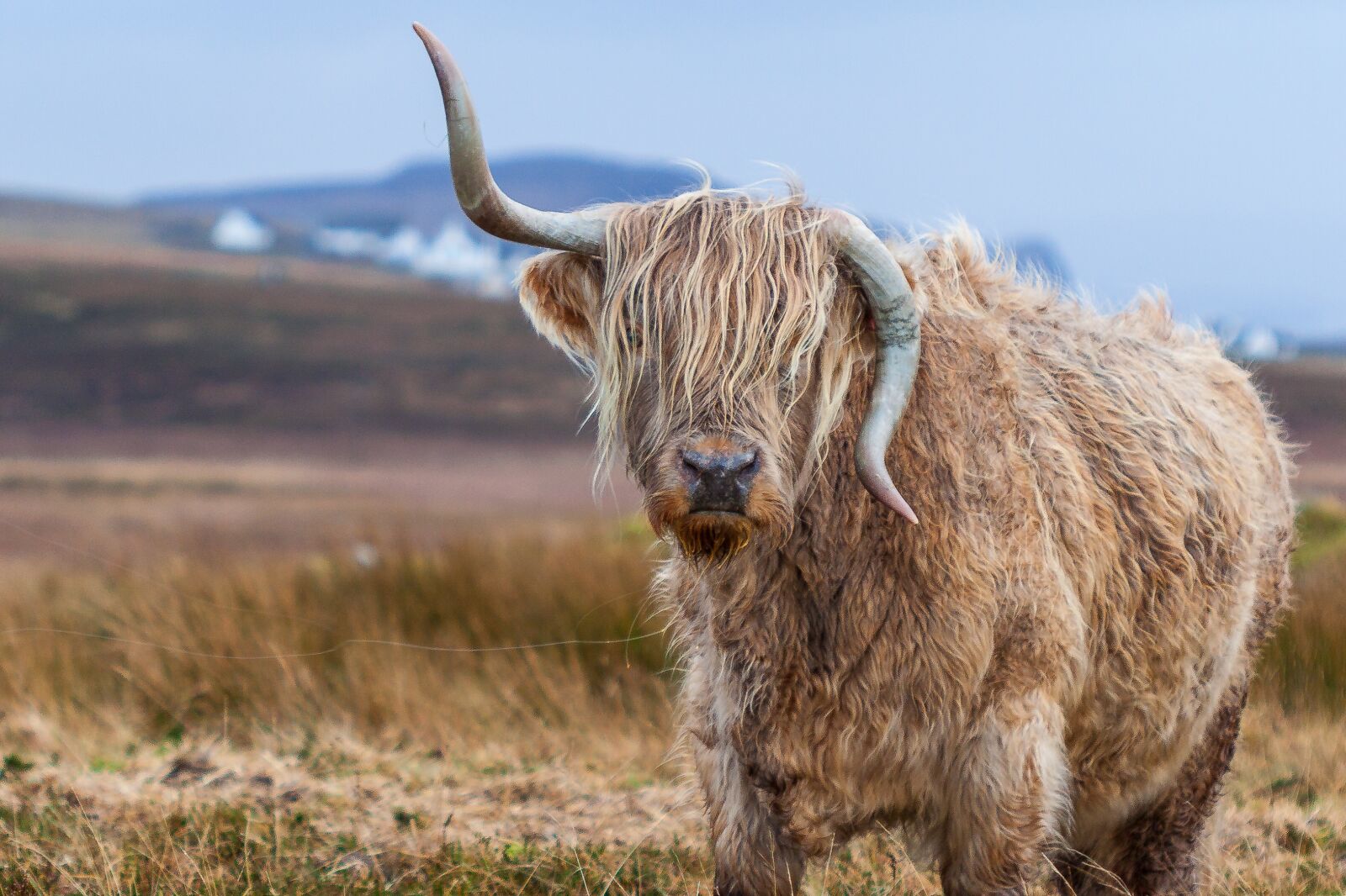 Canon EOS 50D + Canon EF 100mm F2.8 Macro USM sample photo. Animal, horn, cow photography