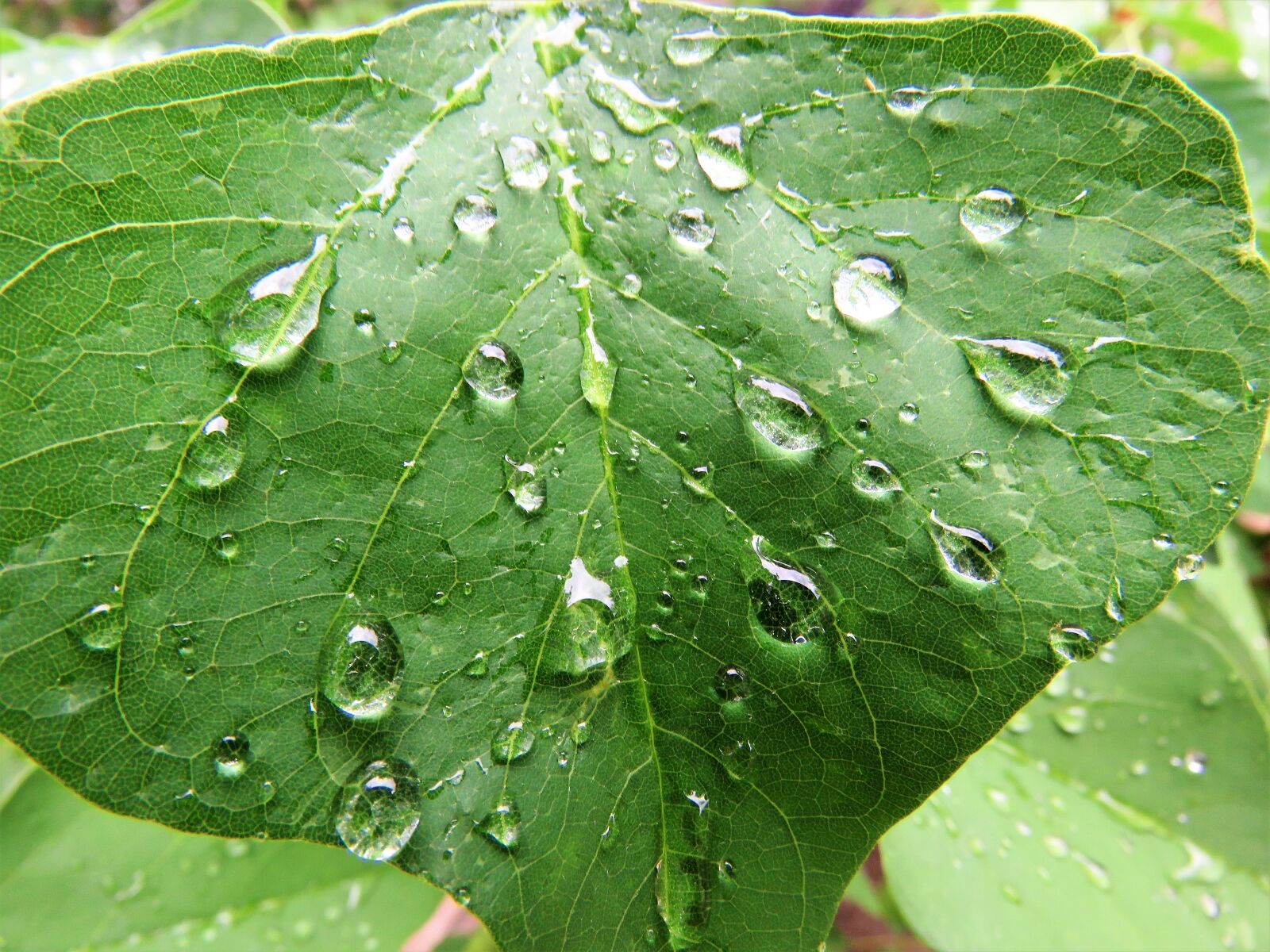 Canon PowerShot SX60 HS sample photo. Rain drops, green leaf photography